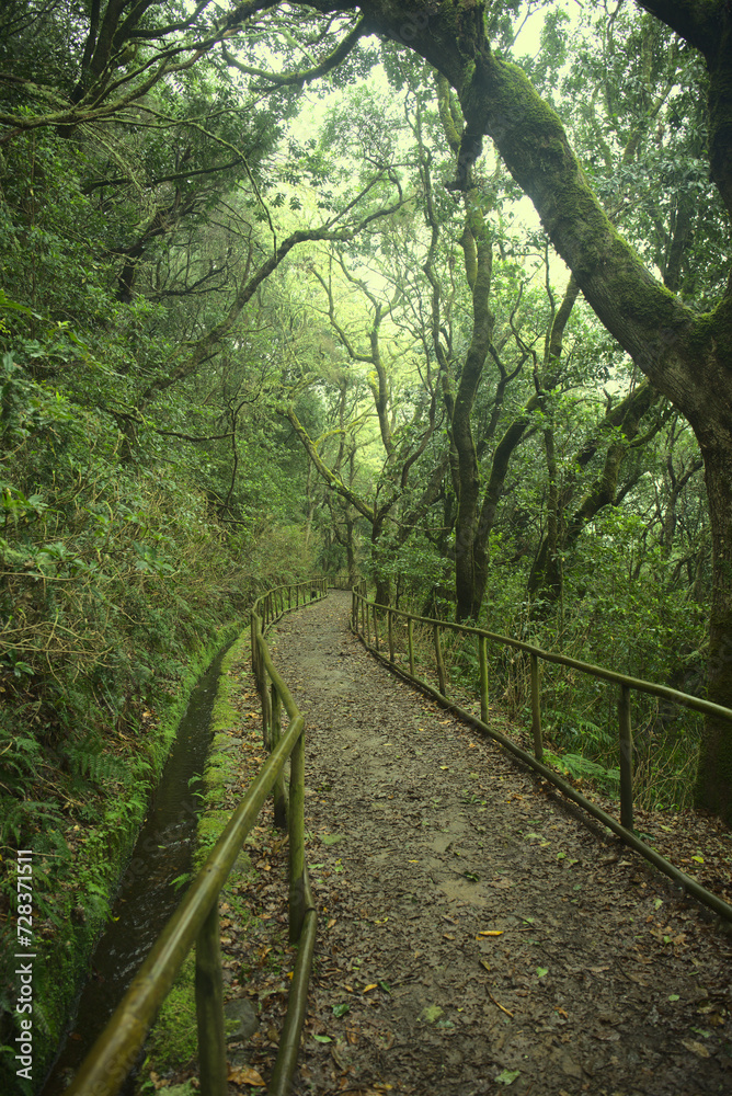 Obraz premium Madeira, Portugal - January 2024: Parque Florestal das Queimadas