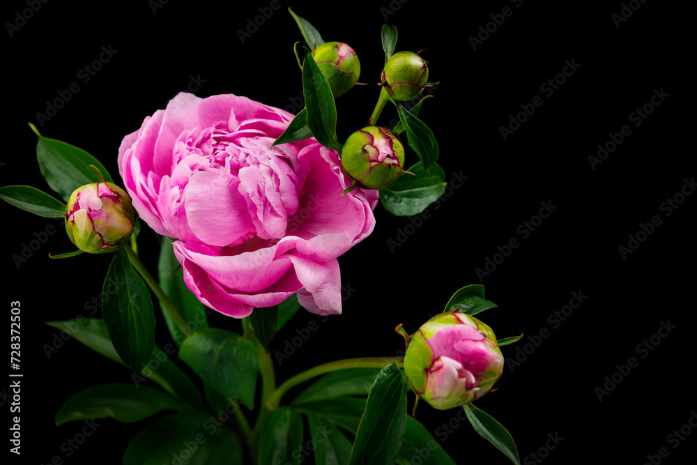 Seitenansicht einer rosaroten Pfingstrosenblume mit fünf Blumenknospen vor einem schwarzen Hintergrund Seitenansicht einer rosaroten Pfingstrosenblume mit fünf Blumenknospen vor einem schwarzen Hintergrund