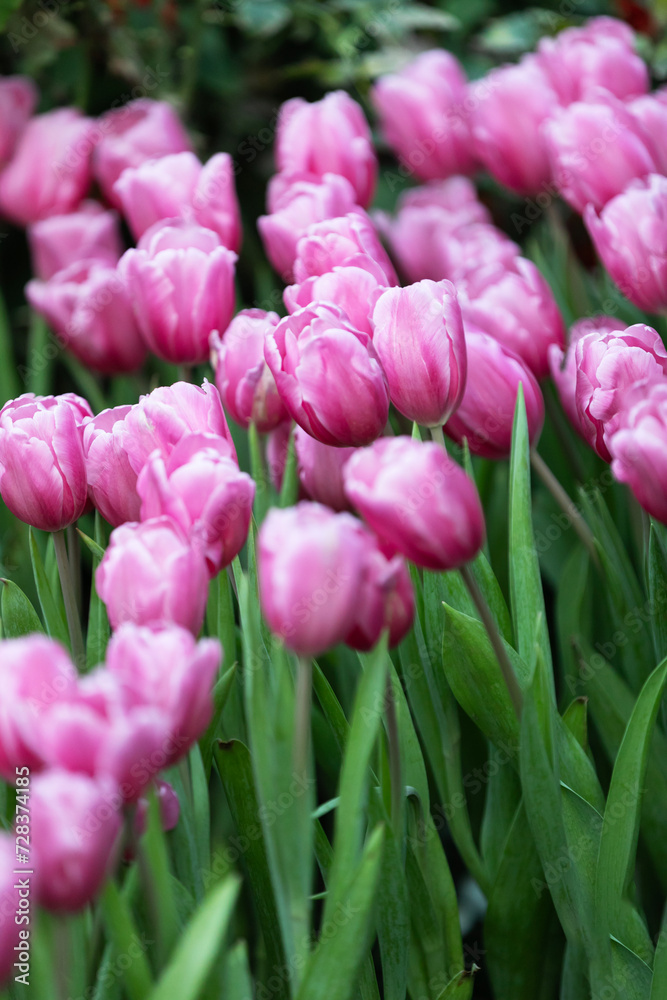 soft pink tulips in the garden on blur background