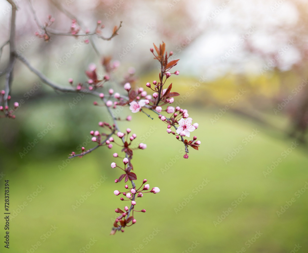 Spring outdoors background. Branch with blooming flowers. Blooming flowers of tree. spring garden. Enjoy nature. No allergy. Spring outdoors background. Branch with blooming flowers. Blooming flowers of tree. spring garden. Enjoy nature. No allergy.