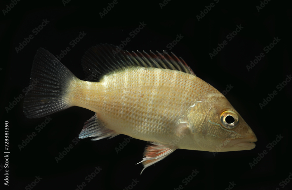 Juvenile Mangrove red snapper (commonly called mangrove jack within Australia), Lutjanus argentimaculatus Juvenile Mangrove red snapper (commonly called mangrove jack within Australia), Lutjanus argentimaculatus
