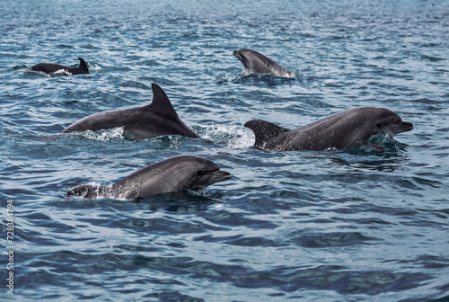 A flock of black sea bottlenose dolphins frolic in the Black sea. Russia