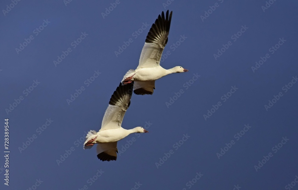 two snow geese in flight in their winter habitat of bernardo state wildlife refuge near socorro, new mexico two snow geese in flight in their winter habitat of bernardo state wildlife refuge near socorro, new mexico