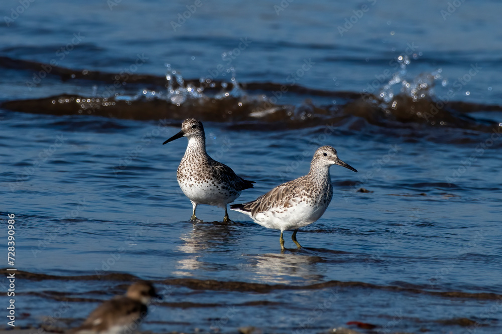 Great knot (Calidris tenuirostris), a small wader, observed at Akshi Beach in Alibag, Maharashtra, India Great knot (Calidris tenuirostris), a small wader, observed at Akshi Beach in Alibag, Maharashtra, India