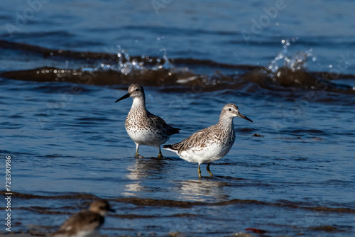 Great knot (Calidris tenuirostris), a small wader, observed at Akshi Beach in Alibag, Maharashtra, India © Mihir Joshi