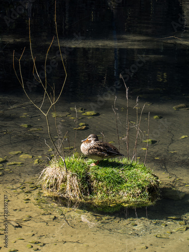 A female mallard sleeps on a small green island on the lake. Copy space. Place for text. Bird watching concept. Vertical