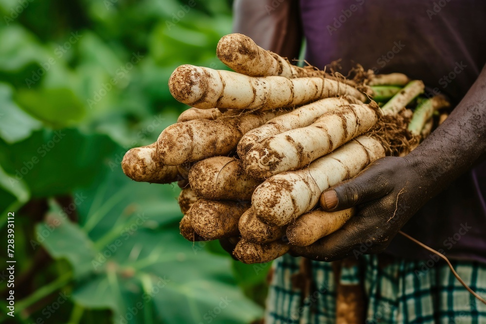 Close-up of a hand holding a cassava. Farmer's hand holding cassava during harvest. Farmer is harvesting in the field