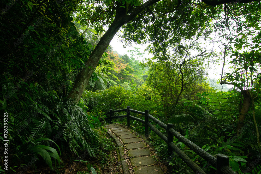 Fototapeta premium Small trail in the mountain hidden in the forest