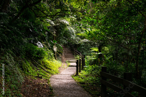 Small mountain trail hidden in the green forest