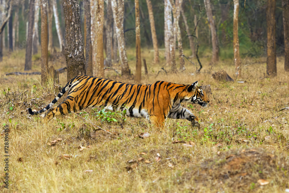 Fototapeta premium Bengal tiger or Indian tiger (Panthera tigris tigris), tigress goes on the attack. A big tiger in a dashing run.