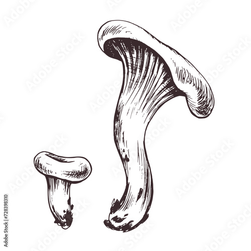 Mushrooms forest edible chanterelles orange, yellow. Graphic botanical illustration hand drawn in brown ink. Set of isolated objects