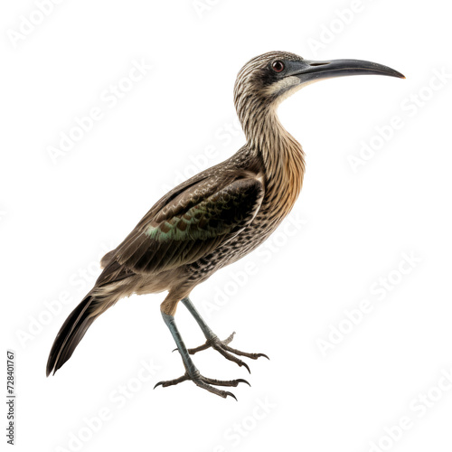 Whimbrel on white background