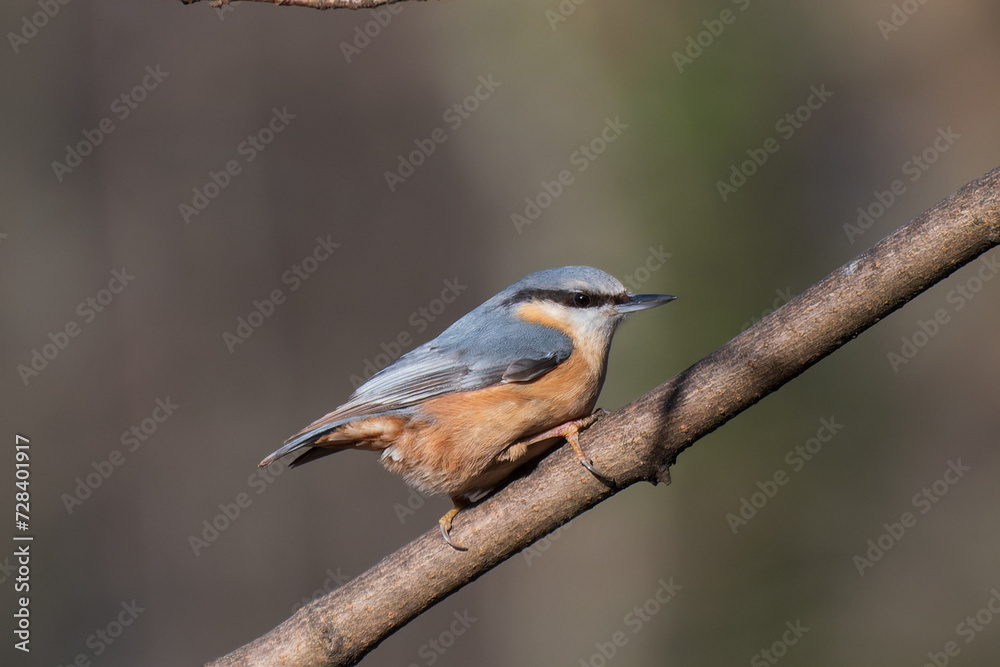 Fototapeta premium Kleiber