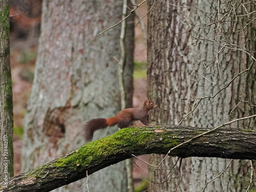 Eichhörnchen auf Eichenast