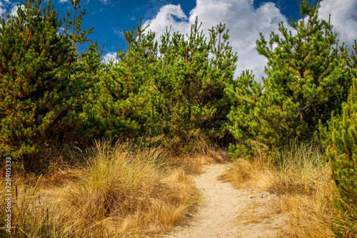 Fototapeta Naklejka Na Ścianę i Meble -  path through a pine forest over a sand dune