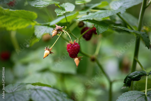 Ripe raspberries on a green bush in summer