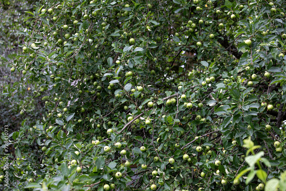 Fototapeta premium There are a lot of green apples on the fruit tree in summer.
