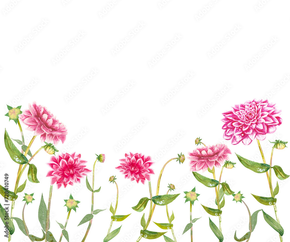 Pink dahlia flower hand drawn in watercolor. Dahlia flowers with green leaves and stems. For postcard design