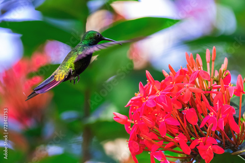 Hummingbird flying to pick up nectar from a beautiful hibiscus flower in tropical garden
