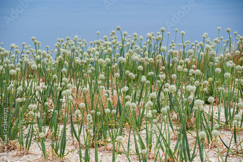 Field of onion in bloom, Italy, Europe