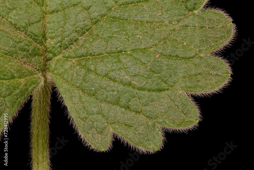 Big Betony (Betonica macrantha). Leaf Detail Closeup photo