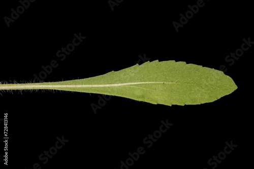 Firewheel (Gaillardia pulchella). Leaf Closeup photo