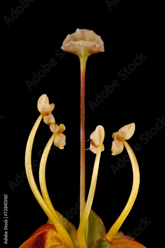 Hardy Gloxinia (Incarvillea delavayi). Pistil and Stamens Closeup photo
