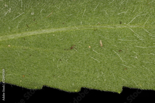 Firewheel (Gaillardia pulchella). Leaf Detail Closeup photo