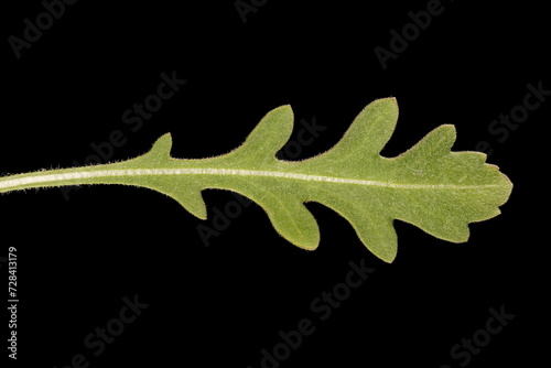 Firewheel (Gaillardia pulchella). Leaf Closeup photo
