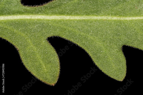 Firewheel (Gaillardia pulchella). Leaf Detail Closeup photo