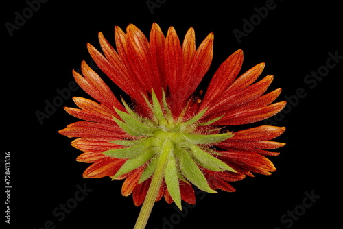 Firewheel (Gaillardia pulchella). Flowering Capitulum Closeup photo