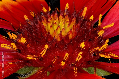 Firewheel (Gaillardia pulchella). Receptacle and Disc Florets Closeup