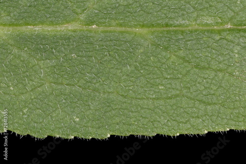 Clustered Bellflower (Campanula glomerata). Leaf Detail Closeup photo