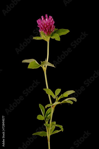 Zigzag Clover (Trifolium medium). Habit