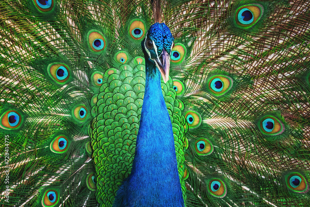 Obraz premium Peacock bird with fanned open tail, colorful peacock feathers eyes pattern