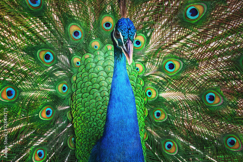 Peacock bird with fanned open tail, colorful peacock feathers eyes pattern