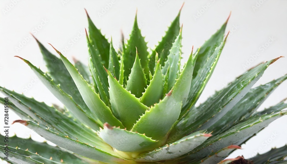 Fototapeta premium aloe plant over white background