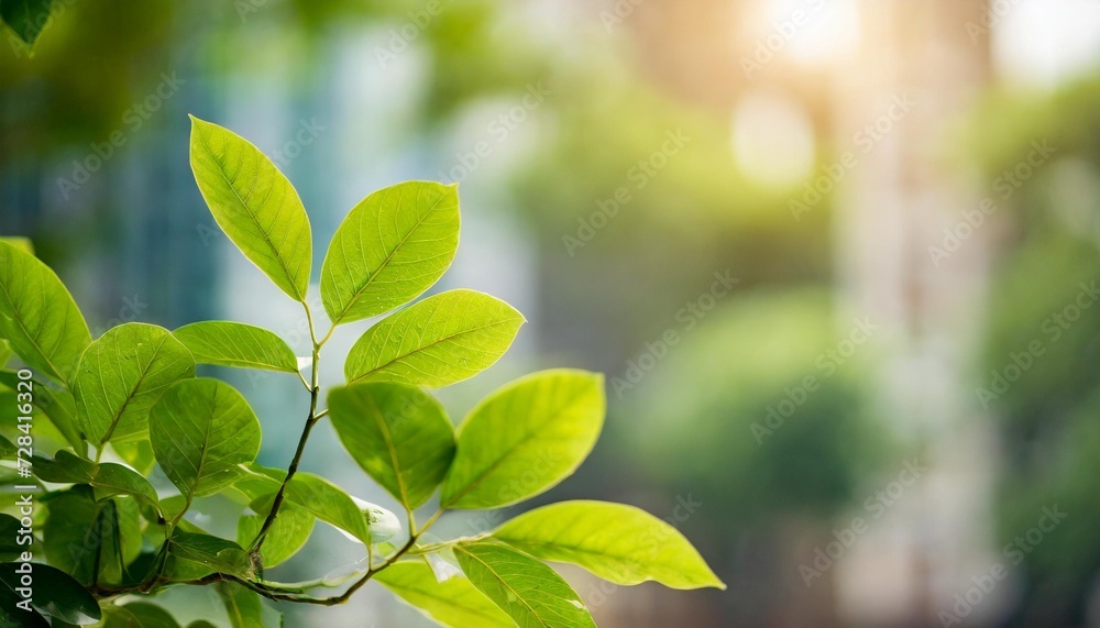 beautiful nature view green leaf on blurred building background under sunlight with bokeh and copy space using as background natural plants landscape ecology wallpaper concept beautiful nature view green leaf on blurred building background under sunlight with bokeh and copy space using as background natural plants landscape ecology wallpaper concept