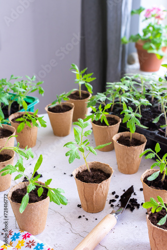 Young green seedlings of tomato in eco friendly pots, pricking out, transplanting seedlings from plastic containers into peat pots