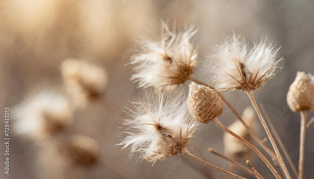 beige neutral color dried fluffy tiny romanticcute flowers branches with seeds and light fluff macro on blur natural background