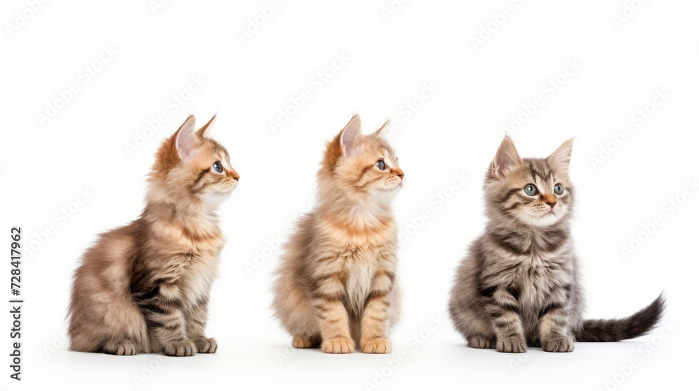 Cute orange and grey cats on a white background. Copy space. Cute orange and grey cats on a white background. Copy space.