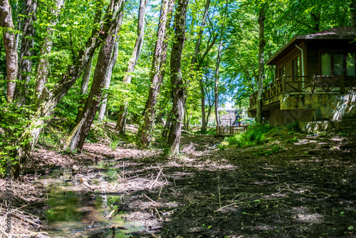 A calm and green forest  a haven of tranquility  showcasing nature s beauty and the peaceful harmony of a flourishing woodland.