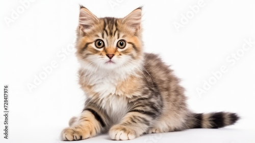 A cute grey orange cat sitting down looking at the camera © Murkemur