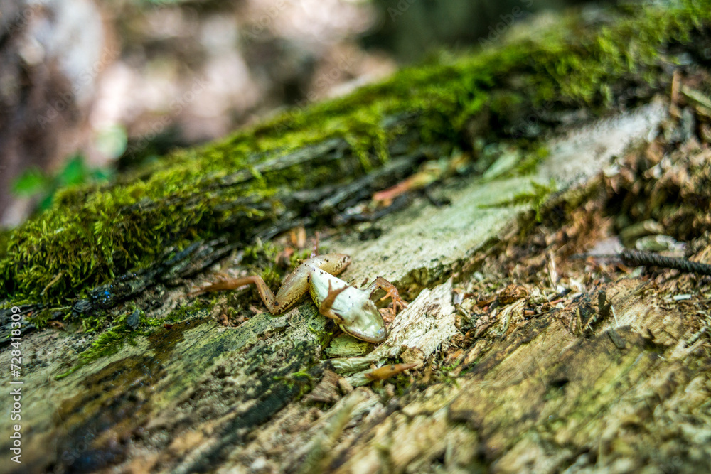A little frog on a tree trunk in the forest, showcasing the vibrant colors and tiny wonders of nature in the woodland habitat A little frog on a tree trunk in the forest, showcasing the vibrant colors and tiny wonders of nature in the woodland habitat