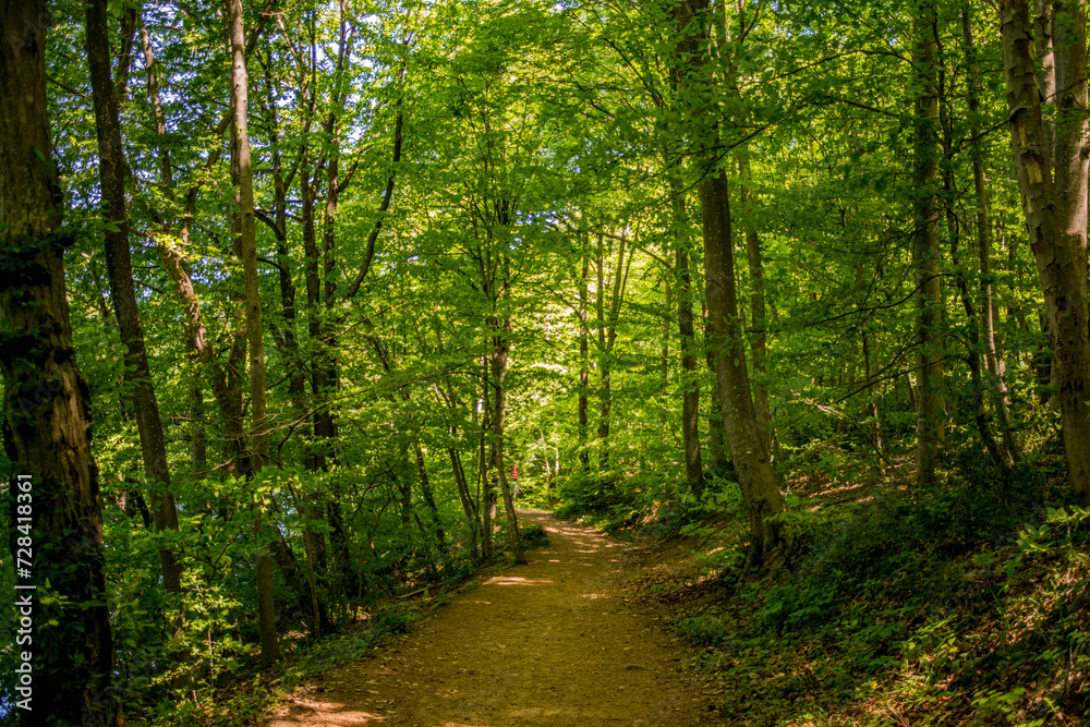 A serene forest road winds among the trees, offering a picturesque and tranquil pathway for an immersive journey through the lush woodland A serene forest road winds among the trees, offering a picturesque and tranquil pathway for an immersive journey through the lush woodland