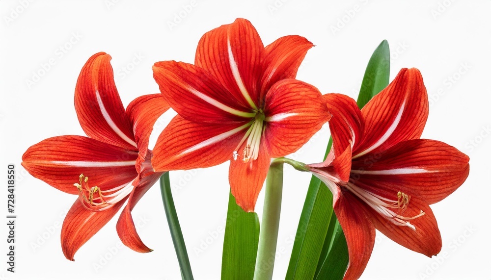 Fototapeta premium amaryllis minerva red flower isolated on transparent background belladonna or jersey lily plant cut out icon
