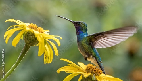 action scene with hummingbird tourmaline sunangel eating nectar from beautiful yellow flower in ecuador photo