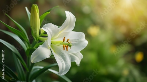 Pristine Easter Lily Blooming closeup background. A single Easter lily in green garden backdrop with a soft-focus effect.