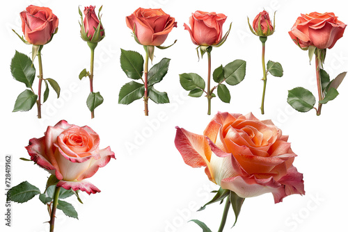 A collection of peach-cream roses with red edges  ranging from buds to full bloom  isolated on a white background  highlighting the life cycle of the rose.