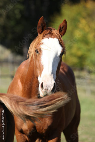 Amazing western horse on the pasturage